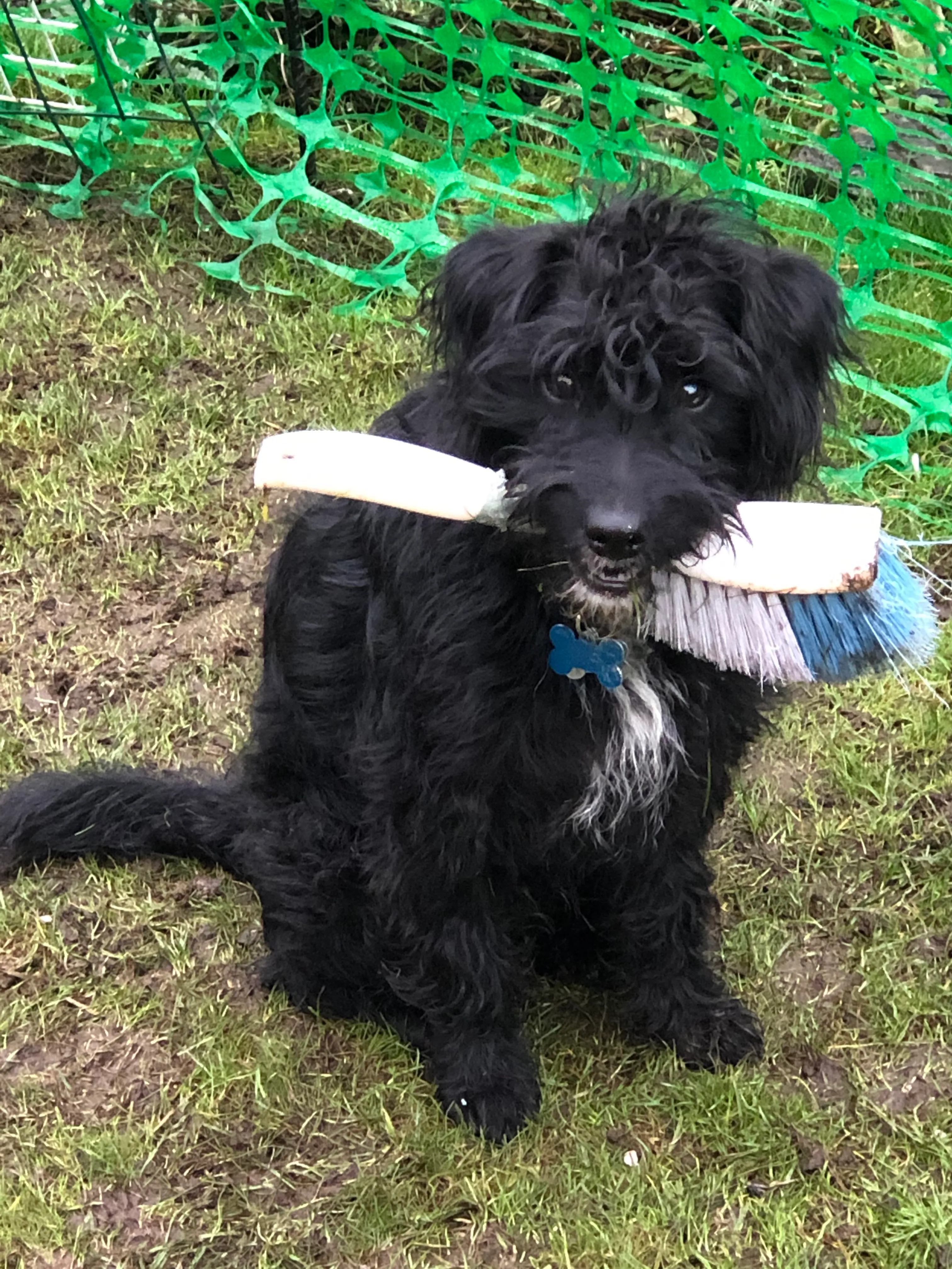 Just A Dog?