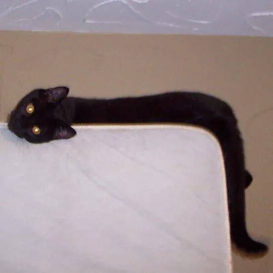 Hello, Is It A Snake?