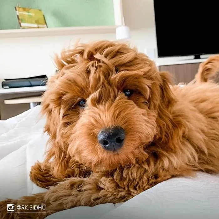 This Hotel Lets Guests Foster Dogs During Their Stay, And At Least 33 Of Them Have Been Adopted Afterward