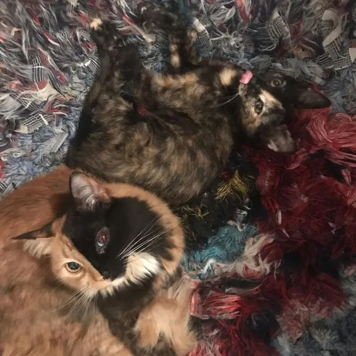 30 Pics Showcase How Unique This Two-Faced Cat Called Quimera Is
