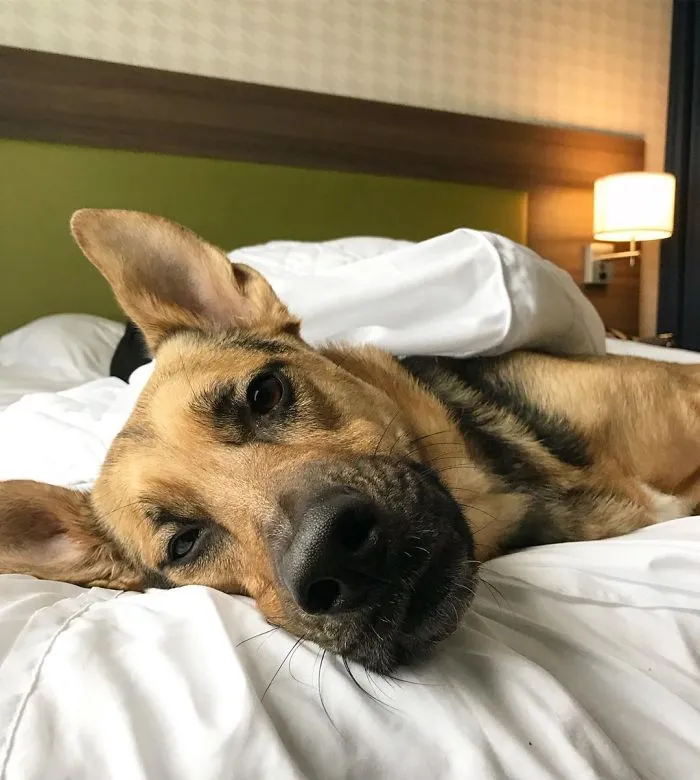This Hotel Lets Guests Foster Dogs During Their Stay, And At Least 33 Of Them Have Been Adopted Afterward