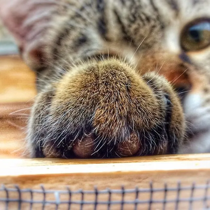 Italian Woman Documents The Carefree Life Of Her Cat And It Kinda Makes You Jealous (36 Pics)