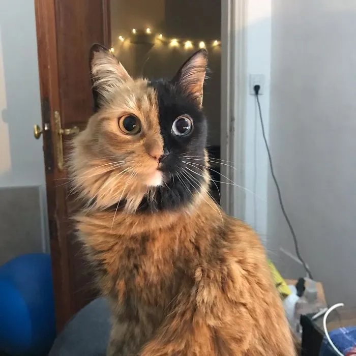 30 Pics Showcase How Unique This Two-Faced Cat Called Quimera Is
