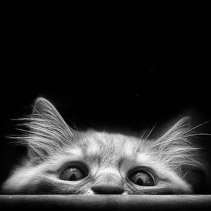 Esta italiana documenta la vida despreocupada que lleva su gato, y la verdad es que da envidia (36 fotos)