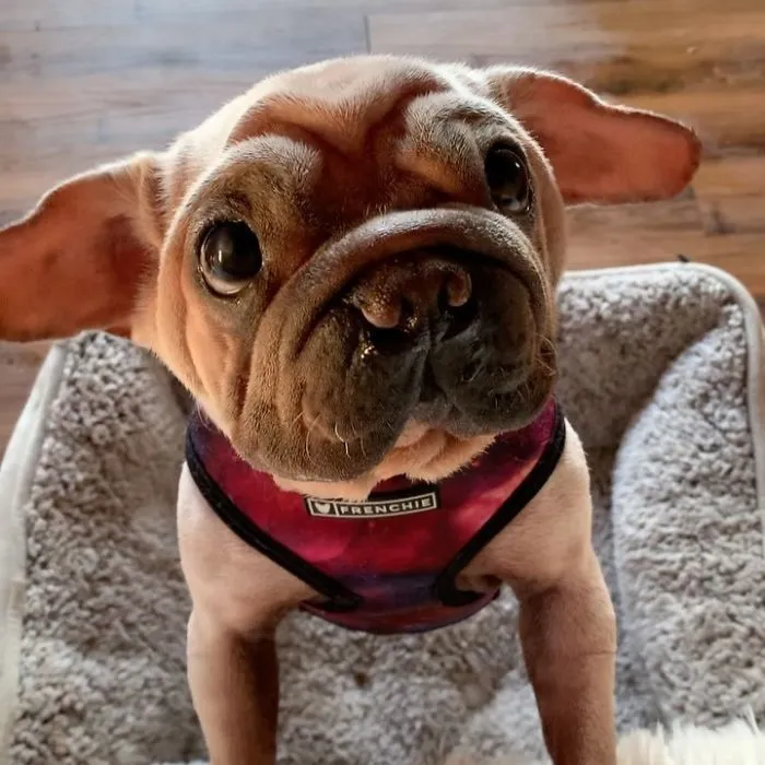Meet Mork, A Puppy That Was Saved From A Slaughterhouse And Looks Like Baby Yoda