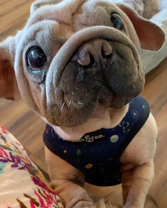 Meet Mork, A Puppy That Was Saved From A Slaughterhouse And Looks Like Baby Yoda