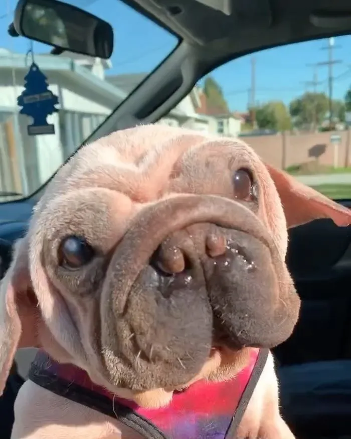Meet Mork, A Puppy That Was Saved From A Slaughterhouse And Looks Like Baby Yoda