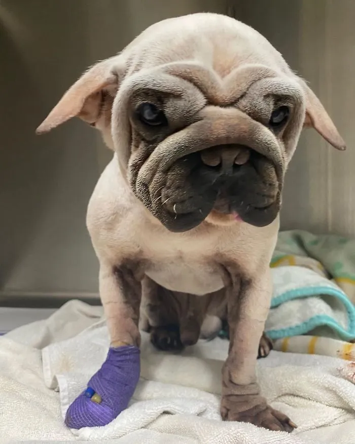 Meet Mork, A Puppy That Was Saved From A Slaughterhouse And Looks Like Baby Yoda