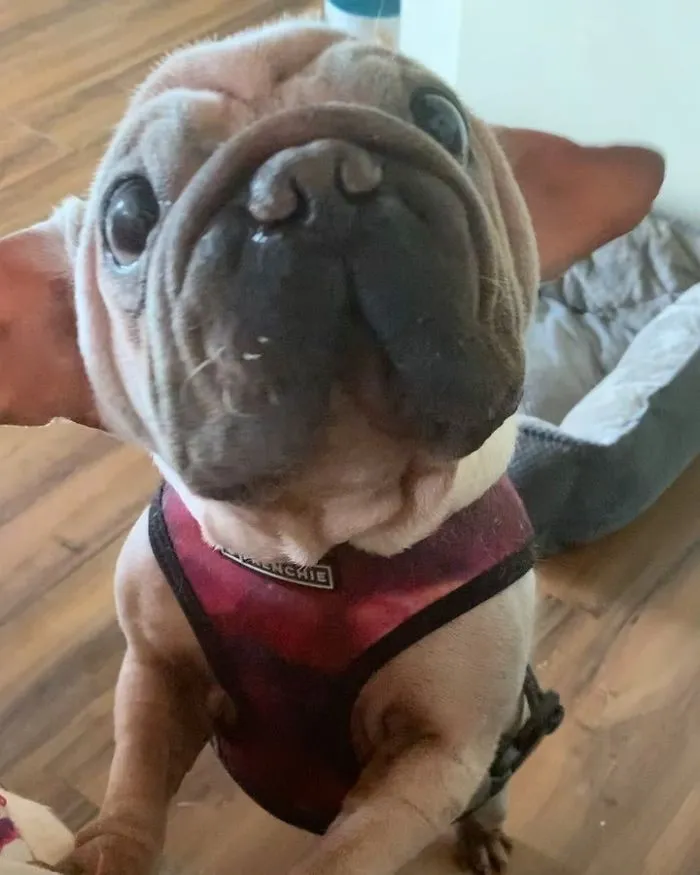 Meet Mork, A Puppy That Was Saved From A Slaughterhouse And Looks Like Baby Yoda