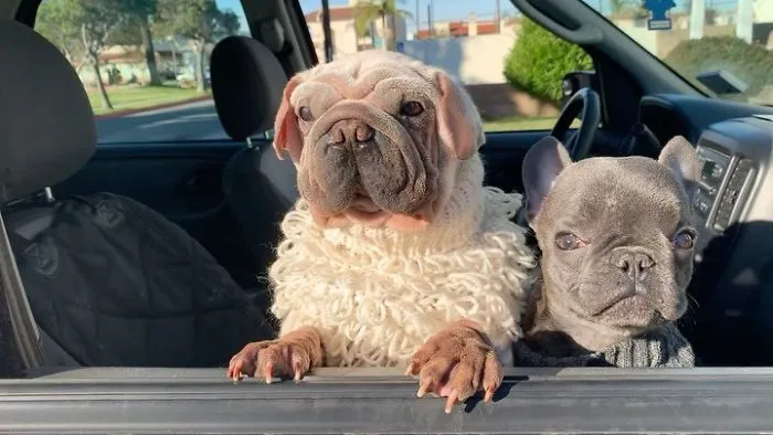 Meet Mork, A Puppy That Was Saved From A Slaughterhouse And Looks Like Baby Yoda