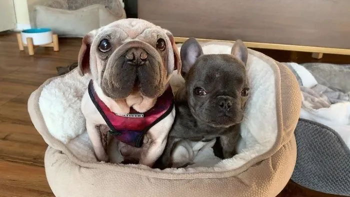 Meet Mork, A Puppy That Was Saved From A Slaughterhouse And Looks Like Baby Yoda
