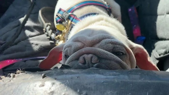 Meet Mork, A Puppy That Was Saved From A Slaughterhouse And Looks Like Baby Yoda