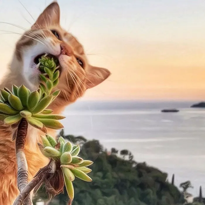 Esta italiana documenta la vida despreocupada que lleva su gato, y la verdad es que da envidia (36 fotos)