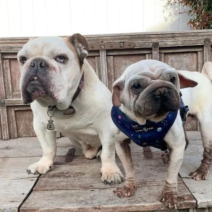 Meet Mork, A Puppy That Was Saved From A Slaughterhouse And Looks Like Baby Yoda