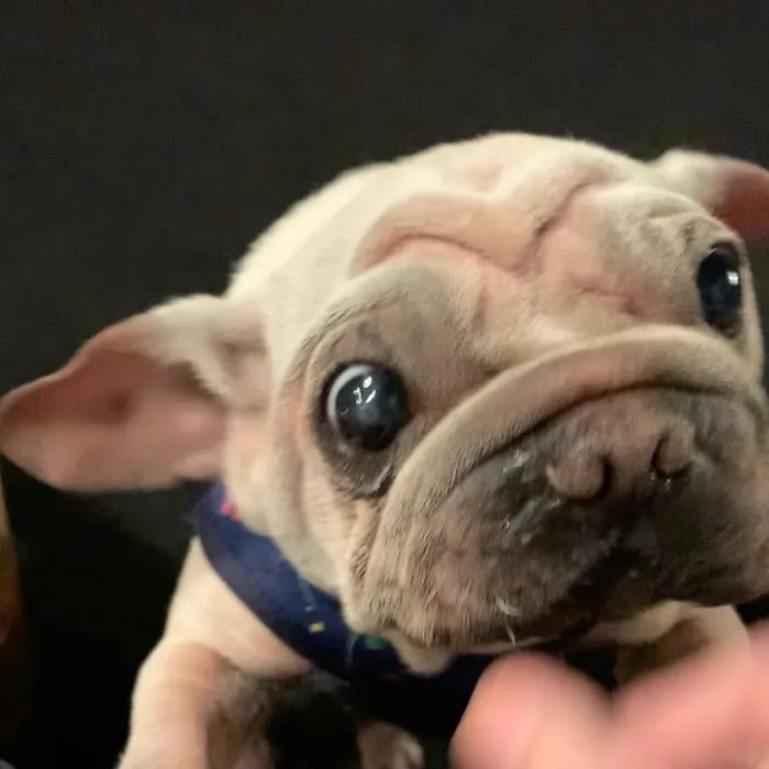 Meet Mork, A Puppy That Was Saved From A Slaughterhouse And Looks Like Baby Yoda