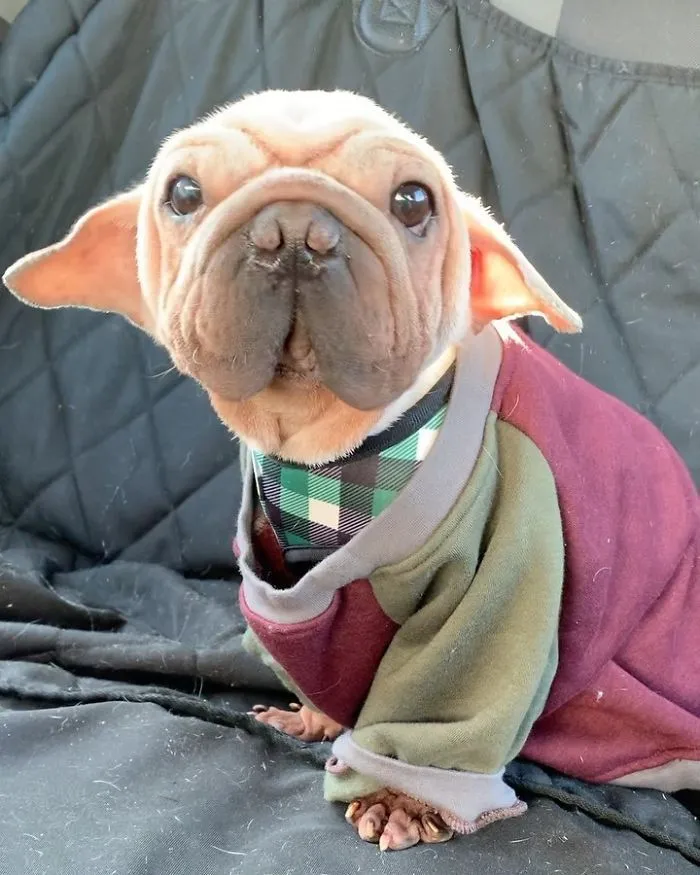 Meet Mork, A Puppy That Was Saved From A Slaughterhouse And Looks Like Baby Yoda