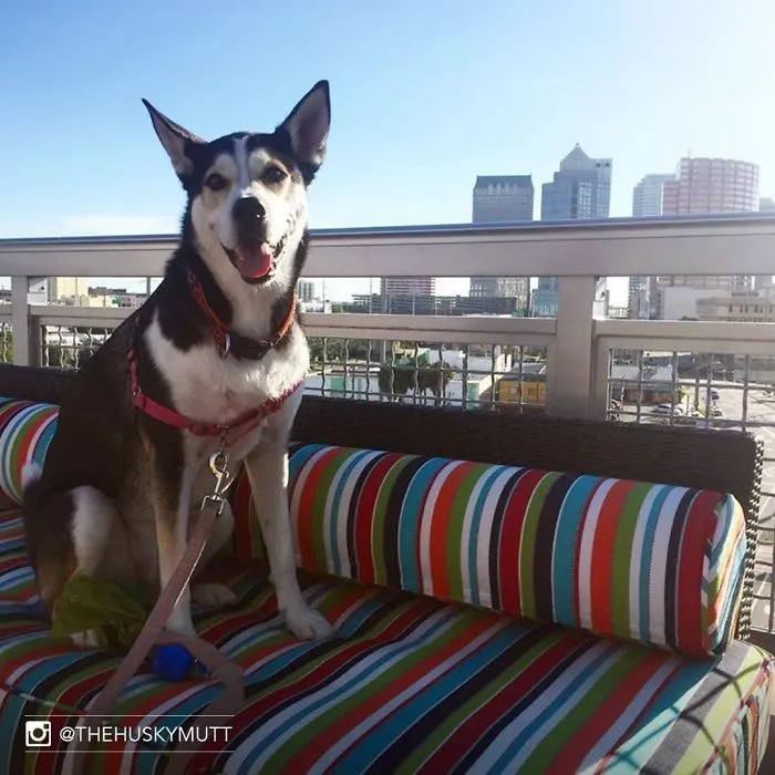 Este hotel deja que los huéspedes acojan perros durante su estancia, y después ya han sido adoptados al menos 33