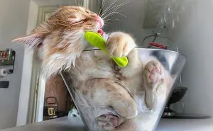 Italian Woman Documents The Carefree Life Of Her Cat And It Kinda Makes You Jealous (36 Pics)