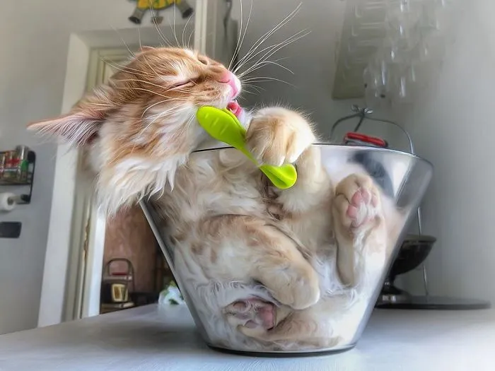 Esta italiana documenta la vida despreocupada que lleva su gato, y la verdad es que da envidia (36 fotos)