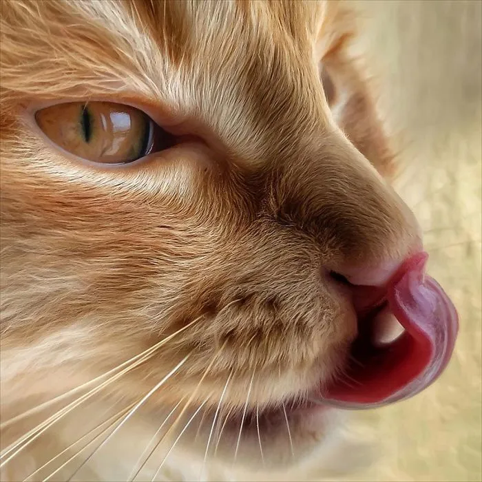 Italian Woman Documents The Carefree Life Of Her Cat And It Kinda Makes You Jealous (36 Pics)