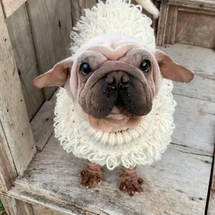 Meet Mork, A Puppy That Was Saved From A Slaughterhouse And Looks Like Baby Yoda