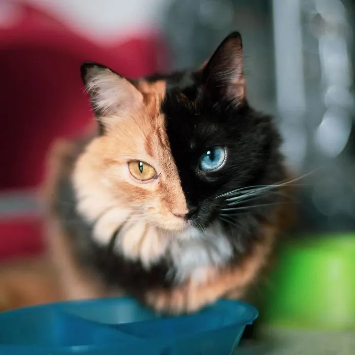 30 Pics Showcase How Unique This Two-Faced Cat Called Quimera Is