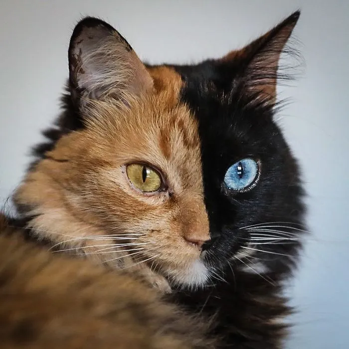 30 Pics Showcase How Unique This Two-Faced Cat Called Quimera Is
