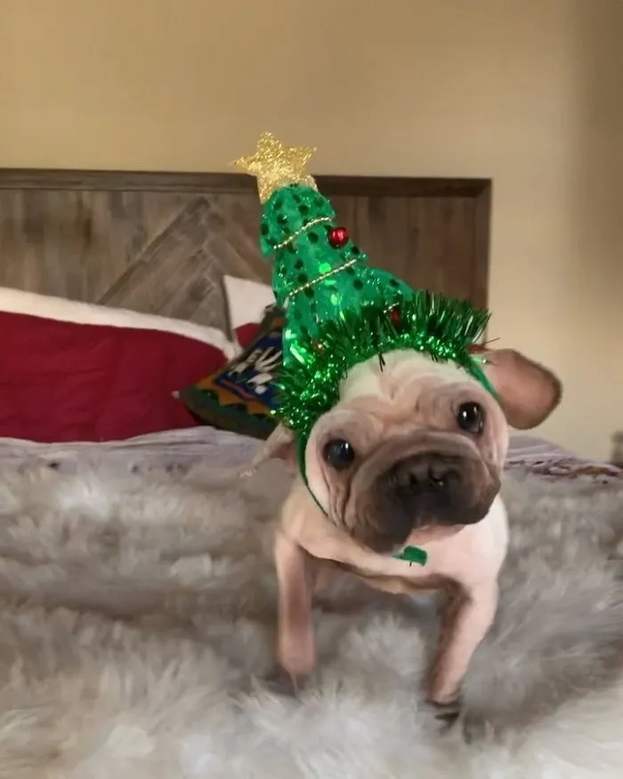 Meet Mork, A Puppy That Was Saved From A Slaughterhouse And Looks Like Baby Yoda