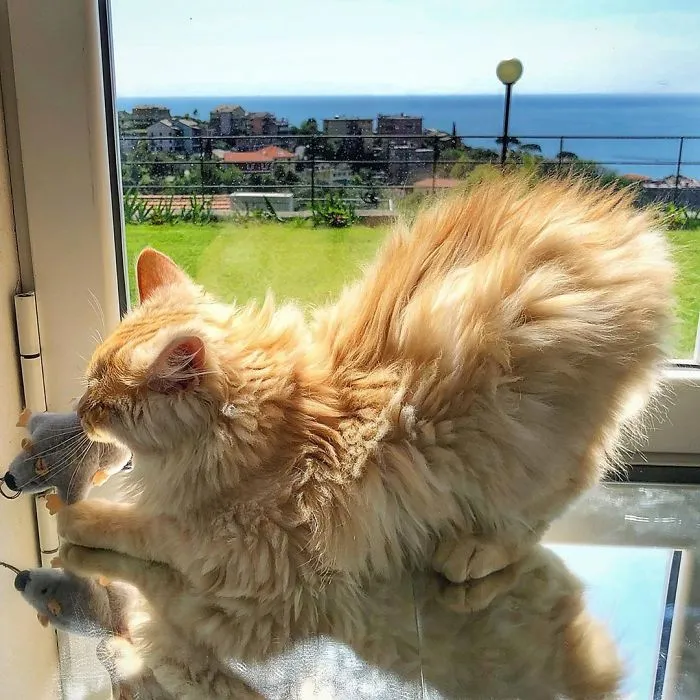 Italian Woman Documents The Carefree Life Of Her Cat And It Kinda Makes You Jealous (36 Pics)