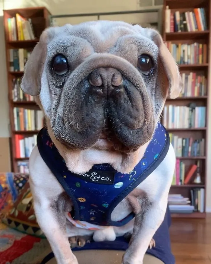 Meet Mork, A Puppy That Was Saved From A Slaughterhouse And Looks Like Baby Yoda