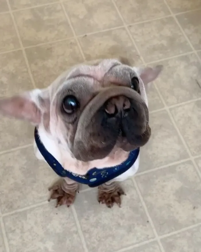Meet Mork, A Puppy That Was Saved From A Slaughterhouse And Looks Like Baby Yoda