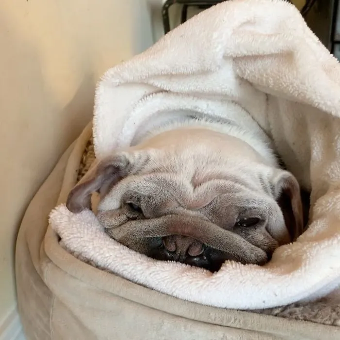 Meet Mork, A Puppy That Was Saved From A Slaughterhouse And Looks Like Baby Yoda