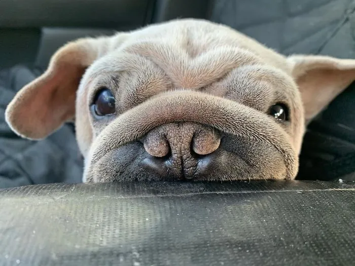 Meet Mork, A Puppy That Was Saved From A Slaughterhouse And Looks Like Baby Yoda