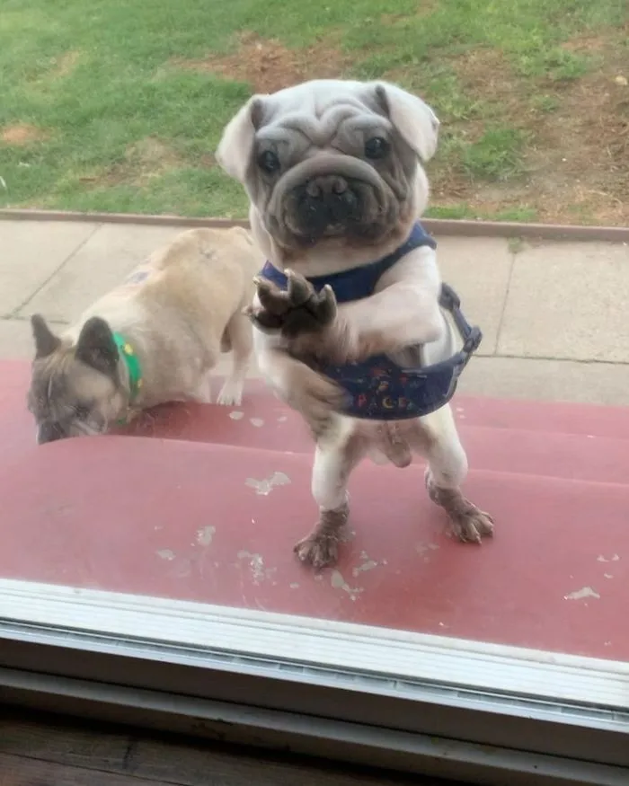 Meet Mork, A Puppy That Was Saved From A Slaughterhouse And Looks Like Baby Yoda