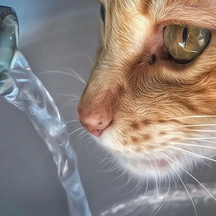 Esta italiana documenta la vida despreocupada que lleva su gato, y la verdad es que da envidia (36 fotos)