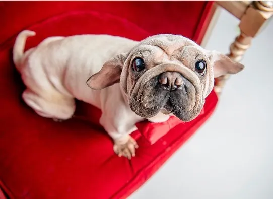 Meet Mork, A Puppy That Was Saved From A Slaughterhouse And Looks Like Baby Yoda