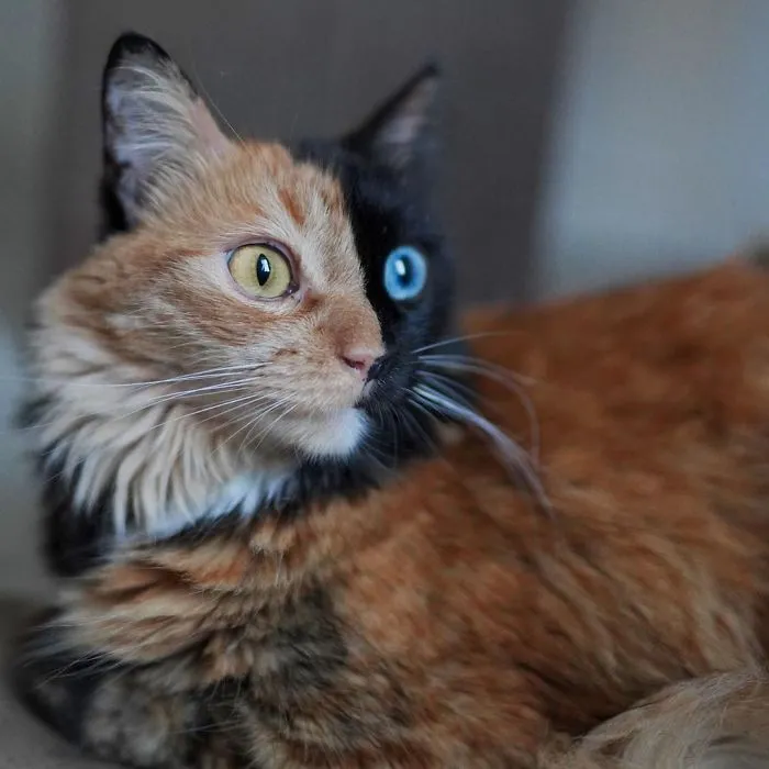 30 Pics Showcase How Unique This Two-Faced Cat Called Quimera Is