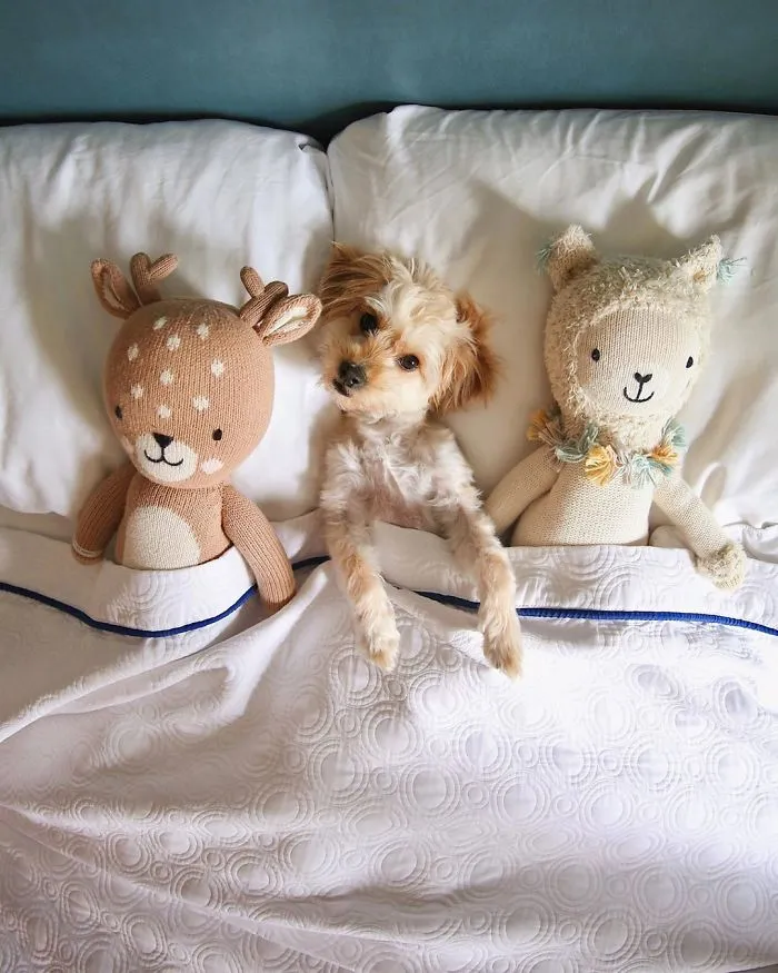 This Hotel Lets Guests Foster Dogs During Their Stay, And At Least 33 Of Them Have Been Adopted Afterward