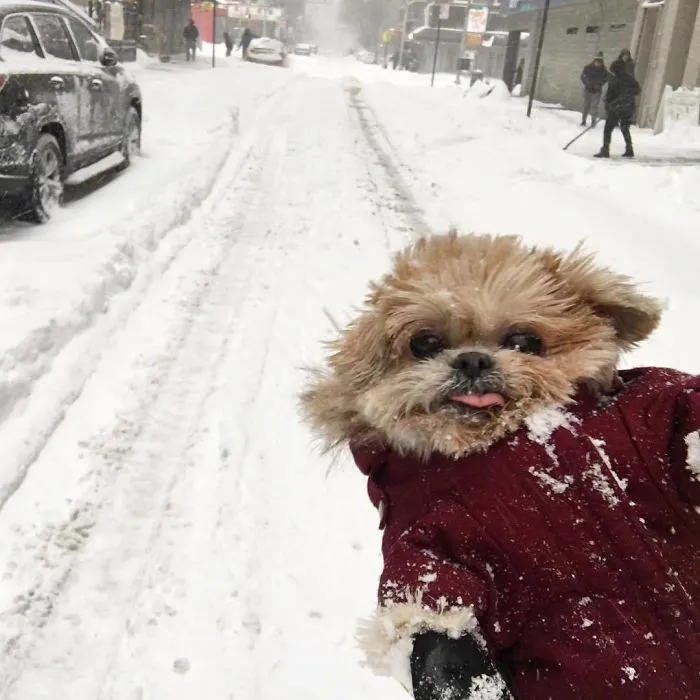 Meet Marnie, An 18 Y.O. Instagram Dog-Star With Almost 2 Million Followers And Friends Like Taylor Swift And Demi Lovato