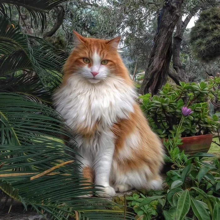 Esta italiana documenta la vida despreocupada que lleva su gato, y la verdad es que da envidia (36 fotos)
