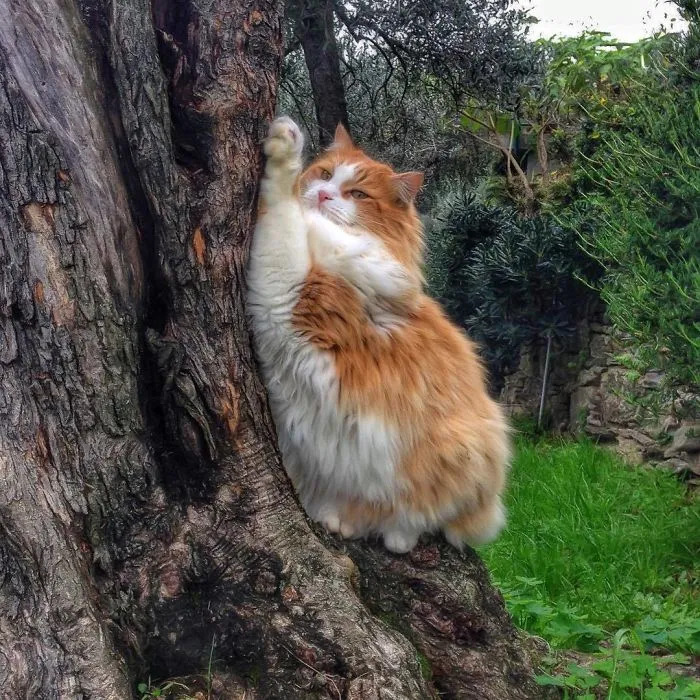 Esta italiana documenta la vida despreocupada que lleva su gato, y la verdad es que da envidia (36 fotos)