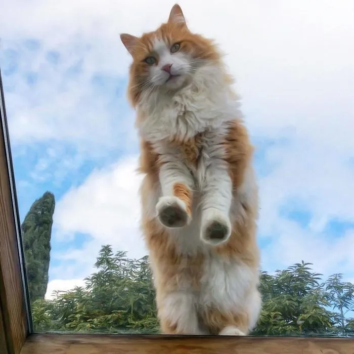 Esta italiana documenta la vida despreocupada que lleva su gato, y la verdad es que da envidia (36 fotos)