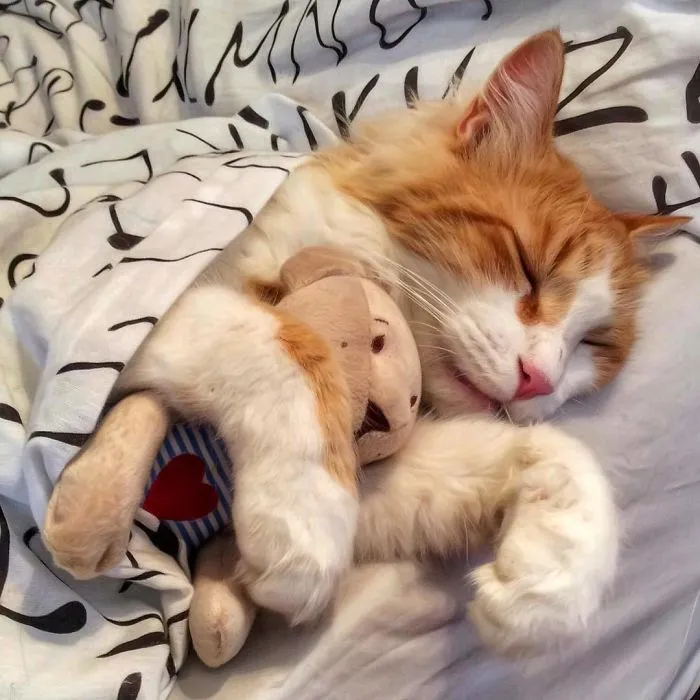 Esta italiana documenta la vida despreocupada que lleva su gato, y la verdad es que da envidia (36 fotos)
