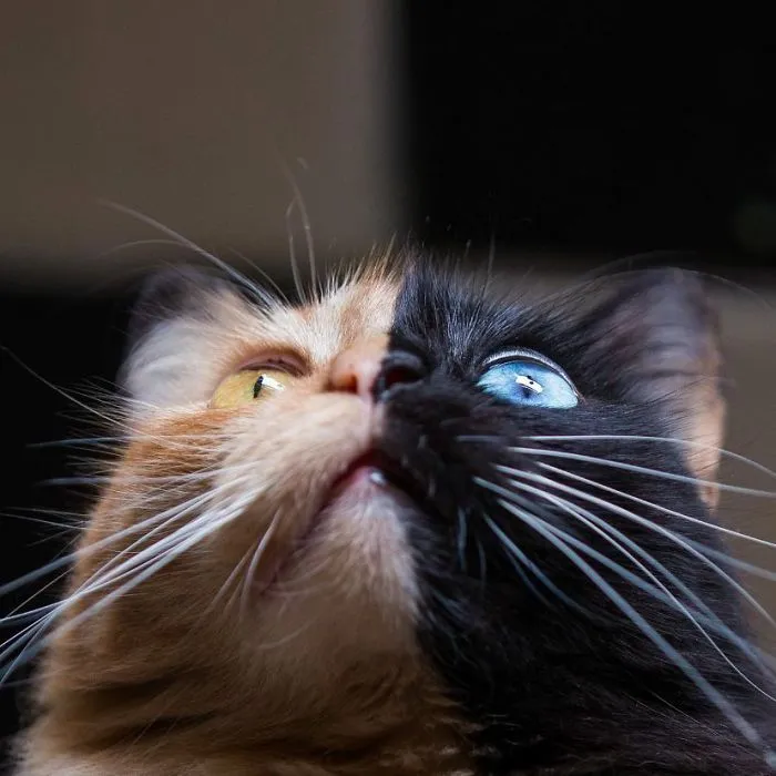 30 Pics Showcase How Unique This Two-Faced Cat Called Quimera Is