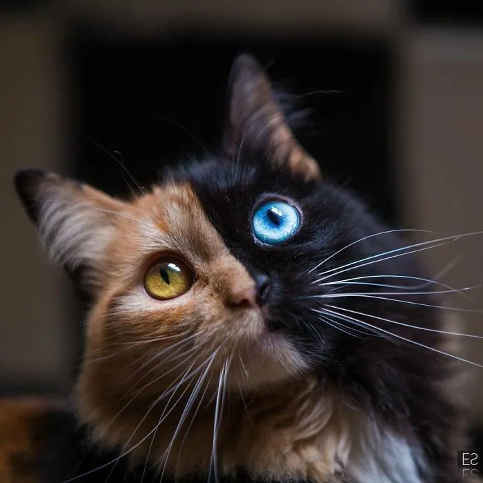 30 Pics Showcase How Unique This Two-Faced Cat Called Quimera Is