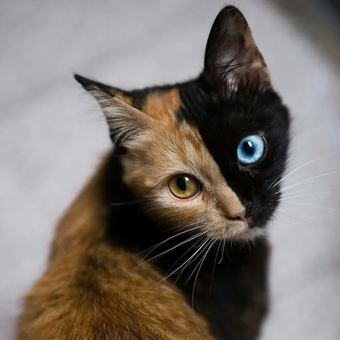 30 Pics Showcase How Unique This Two-Faced Cat Called Quimera Is