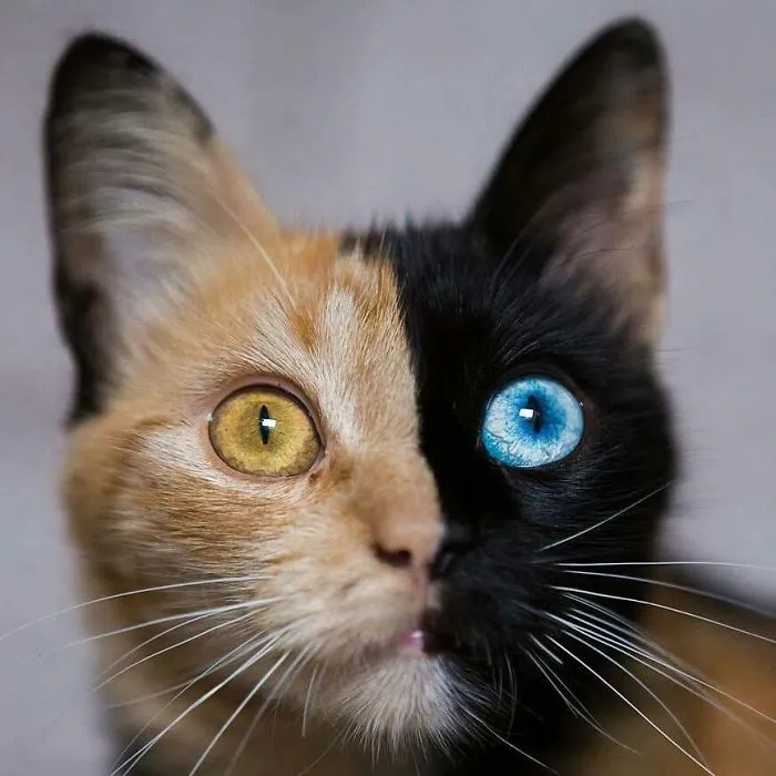 30 Pics Showcase How Unique This Two-Faced Cat Called Quimera Is