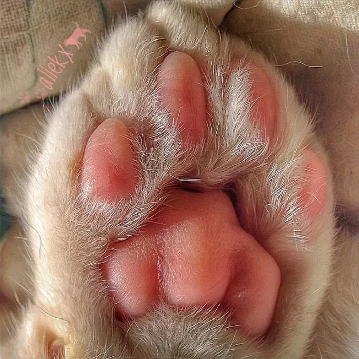 Italian Woman Documents The Carefree Life Of Her Cat And It Kinda Makes You Jealous (36 Pics)