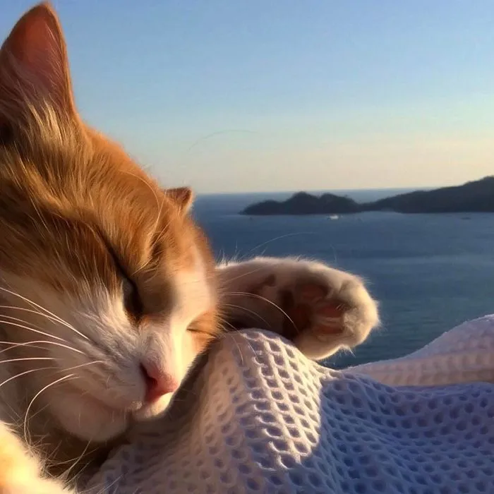 Italian Woman Documents The Carefree Life Of Her Cat And It Kinda Makes You Jealous (36 Pics)