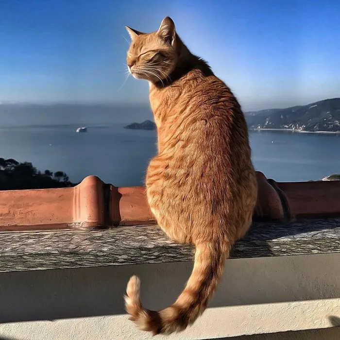 Esta italiana documenta la vida despreocupada que lleva su gato, y la verdad es que da envidia (36 fotos)